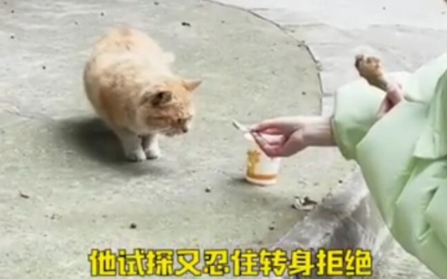 #ฉันจะบุกตะลุยเพื่อคุณ ฉันสัญญาว่าจะปกป้องคุณอย่างดี รอฉันกลับมา! #เยียวยา #สัตว์เลี้ยงน่ารัก