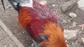 problema ng backyard breeder Part 1