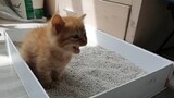 Anak Kucing Pertama Kali Buang Air Besar dan Menggeram Keras