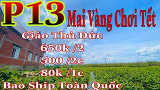 Mai vàng chơi tết p13 | 0337639813 Lâm | mai giảo thủ đức giá 650k /2c 500k /2c 80k /1c | Ghép già