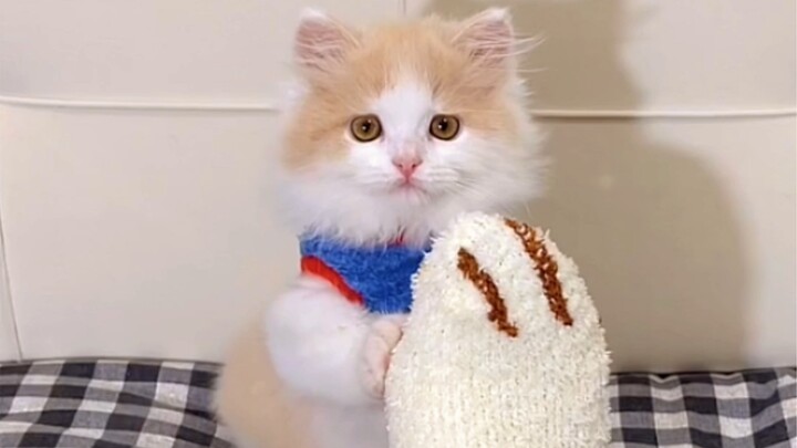 Little brother: Why did I shake my human’s feet all day and still didn’t get a single sip of milk??