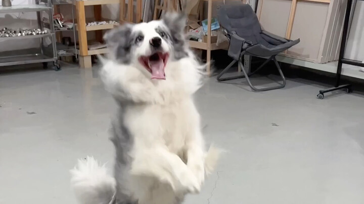 Seperti apa sih tampilan border collie yang cuma unggul di satu bidang saja?