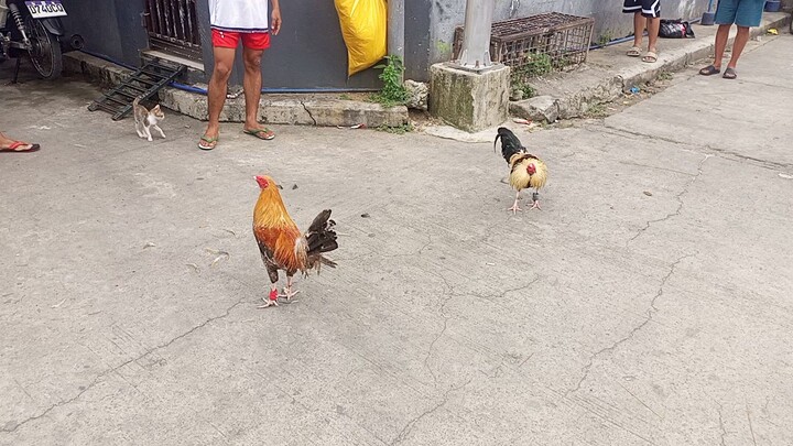 may pusa pa