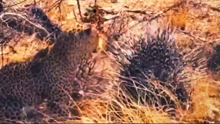 How Do Porcupine Quills Actually WORK?