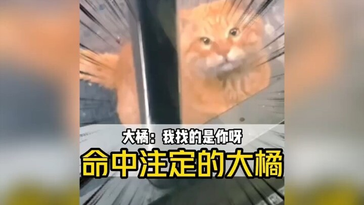 Kucing oranye menunggu nona selama tiga tahun, akhirnya berubah menjadi satpam!