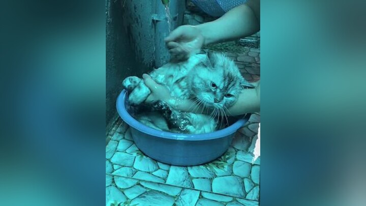 Tắm cho mèo chưa bao giờ dễ dàng đến thế =)))) xuhuongtiktok cat mèo mèoyanghồ