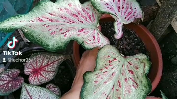 my caladium ❤️
