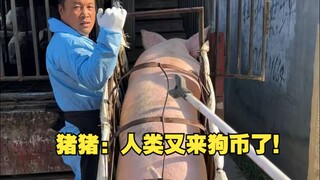 猪猪：人类又来狗币了！