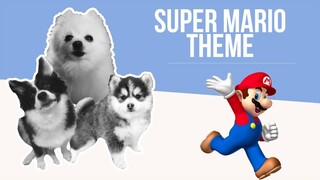 Super Mario Theme but it's Doggos and Gabe