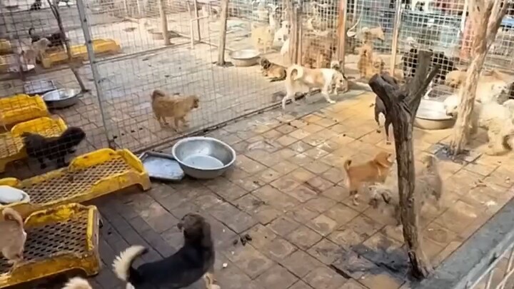 Bos dabiao beraksi kembali menguras kolam di desa!