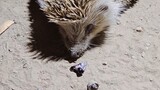 It is estimated that ticks are the prototype of the fruits on hedgehogs. Real hedgehogs do not have 