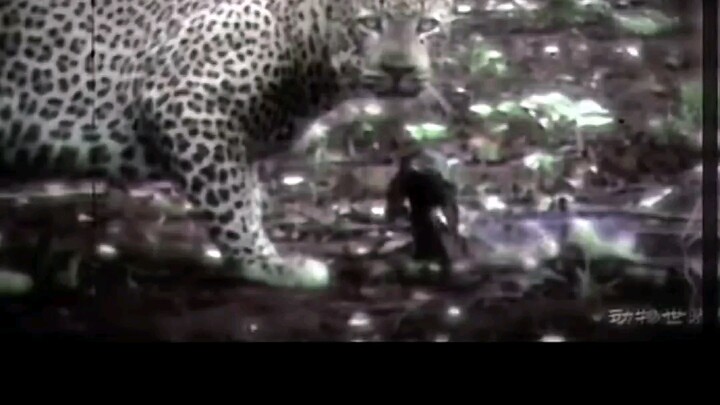 "🦌: إنها ليست سوى بعض الرياح والصقيع."