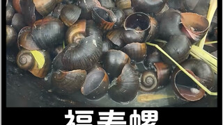 Mengapa orang India berani makan siput keberuntungan, apakah mereka tidak takut cacing parasit?