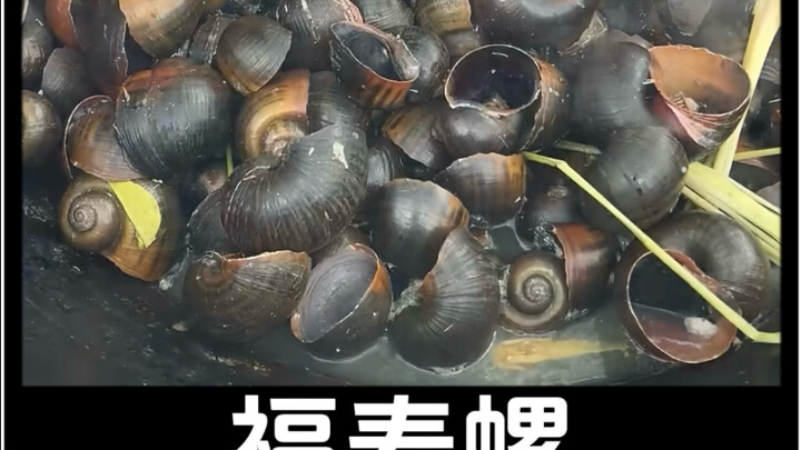 لماذا يجرؤ الهنود على أكل حلزون فوشو؟ ألا يخشون الطفيليات؟