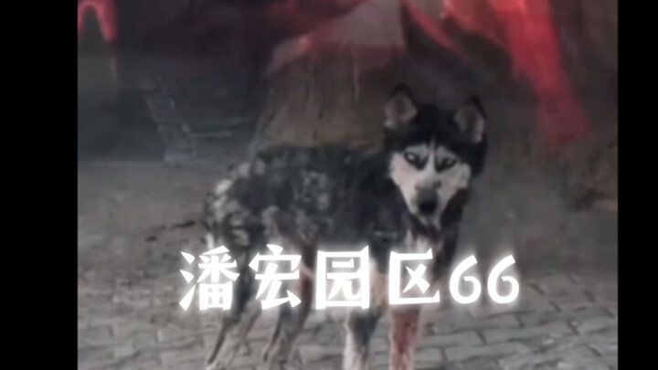 潘宏园区66真的回来了，这一生真的痛了