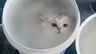 قطة: إنه تمثيل. من الواضح أنه تمثيل.