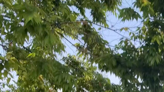 230705 سيفينتين هل نلتقي في الساعة السابعة عند نهر هان؟ المحطة الصفرية