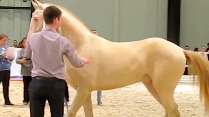 Golden ferhana horse