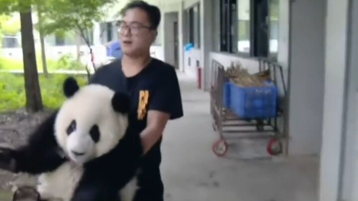Một đoạn video ghi lại cảnh Mạnh Lan bị nghi ngờ "bắt cóc" đã bị rò rỉ. Tôi không nhịn được cười, ha