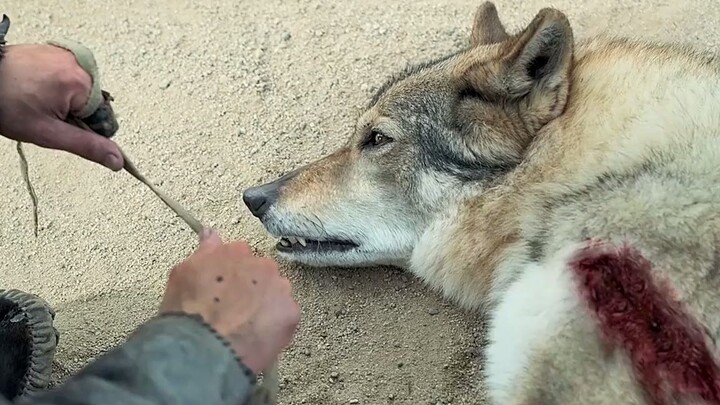 (2) 20,000 years ago, men tamed wild wolves—so it turns out dogs really did evolve from wolves!