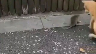 takot na pusa sa daga jaja