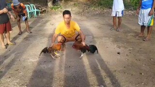 (Left Side) White Legged Red 2nd Fight_May 14, 2025 - Draw