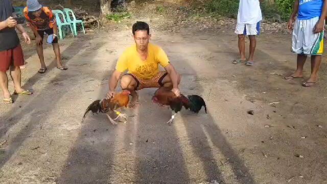 (Left Side) White Legged Red 2nd Fight_May 14, 2025 - Draw
