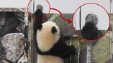 【Panda travelling Japan】Within a month, it learned to open the door!