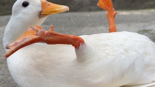 柯尔鸭版本草纲目