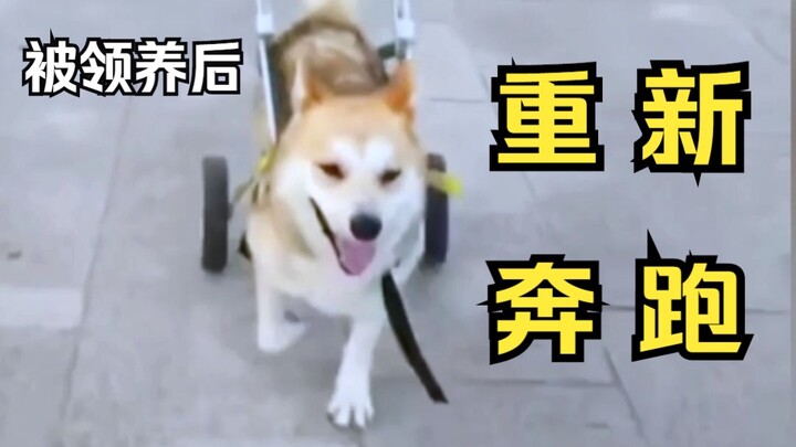 A stray dog was run over by a car, leaving its hind legs disabled. Luckily, it met a kind young man 