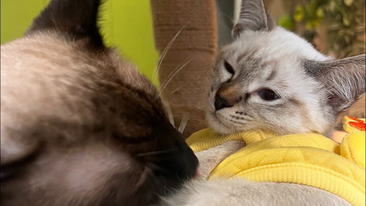 Male cats can also be mothers 👨‍🍼I'm serious🤯