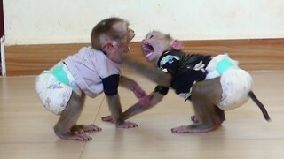 Super Cute Baby Monkey!! Maku Warning Brother Maki Don't Play Hurt With Him