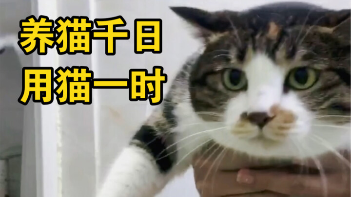 Pembahasan cara penggunaan Tool Cat yang benar!