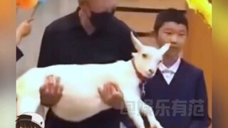 日本小学招不到新生，于是招了一只羊！