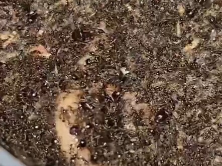 Đối với chú sâu mập này, điều này chẳng khác gì một hình thức tra tấn.