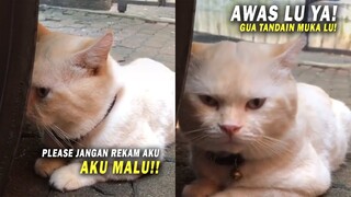 Bukanya Takut Malah Gemesin! Si Kucing Pasang Muka Sangar Karena Gamau Direkam Majikan - Kucing Lucu