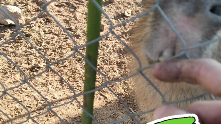 Capibara