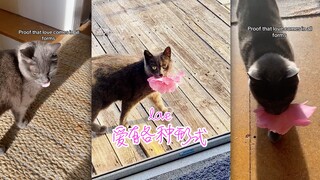 Cinta memiliki berbagai bentuk 💗