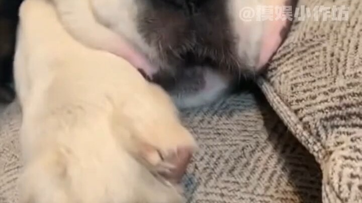 Siapa yang bisa menolak seekor anjing besar yang baik hati dan dapat diandalkan? #anjing #anjing Sai