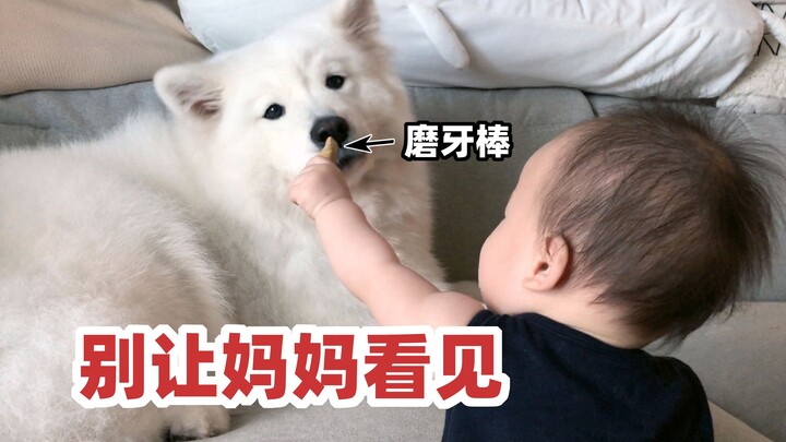 等了十个月，这一天终于是来了！【两个人一条狗】