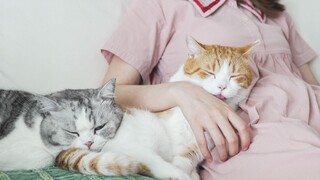 Scary! I almost got my own cat infected with feline plague while trying to save a stray cat!