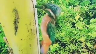 foolish  #short #oddlysatisfying #diy #satisfying #birds