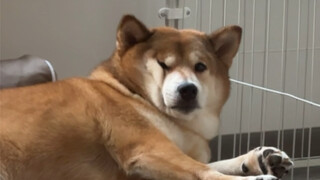 Sejarah Evolusi Chen Bafang