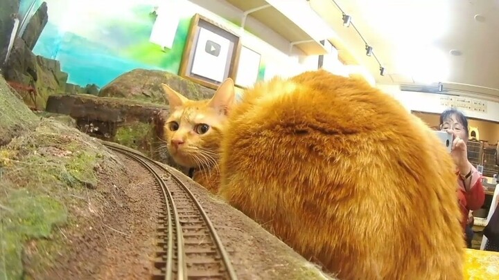 A Cat-Laden Route Full of Danger