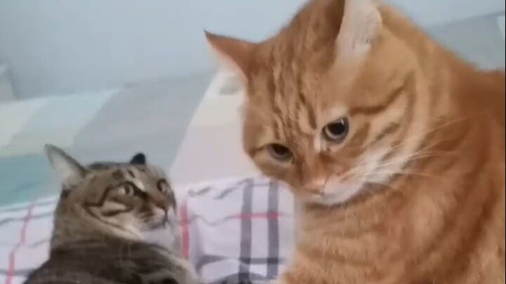 Mèo cam: Cứ khuyên thêm nữa là lát nữa tao xử cả mày luôn!