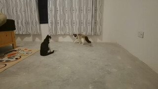 Ngày nào cũng chửi mắng con trai gay, cuối cùng lại nuôi được một chú mèo gay, thật sự quá tệ rồi