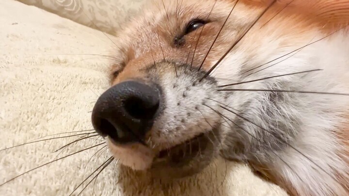 如何唤不醒一只狐狐