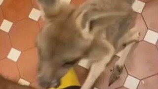 “典型澳洲人如厕体验”