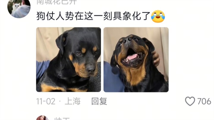 Rottweiler: Kak, penyesalan terbesar dalam hidupku adalah tidak pernah melahirkan seorang anak pun u