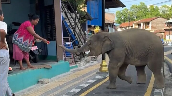 Gajah kecil yang cerdas meminta buah-buahan kepada orang-orang di tepi jalan